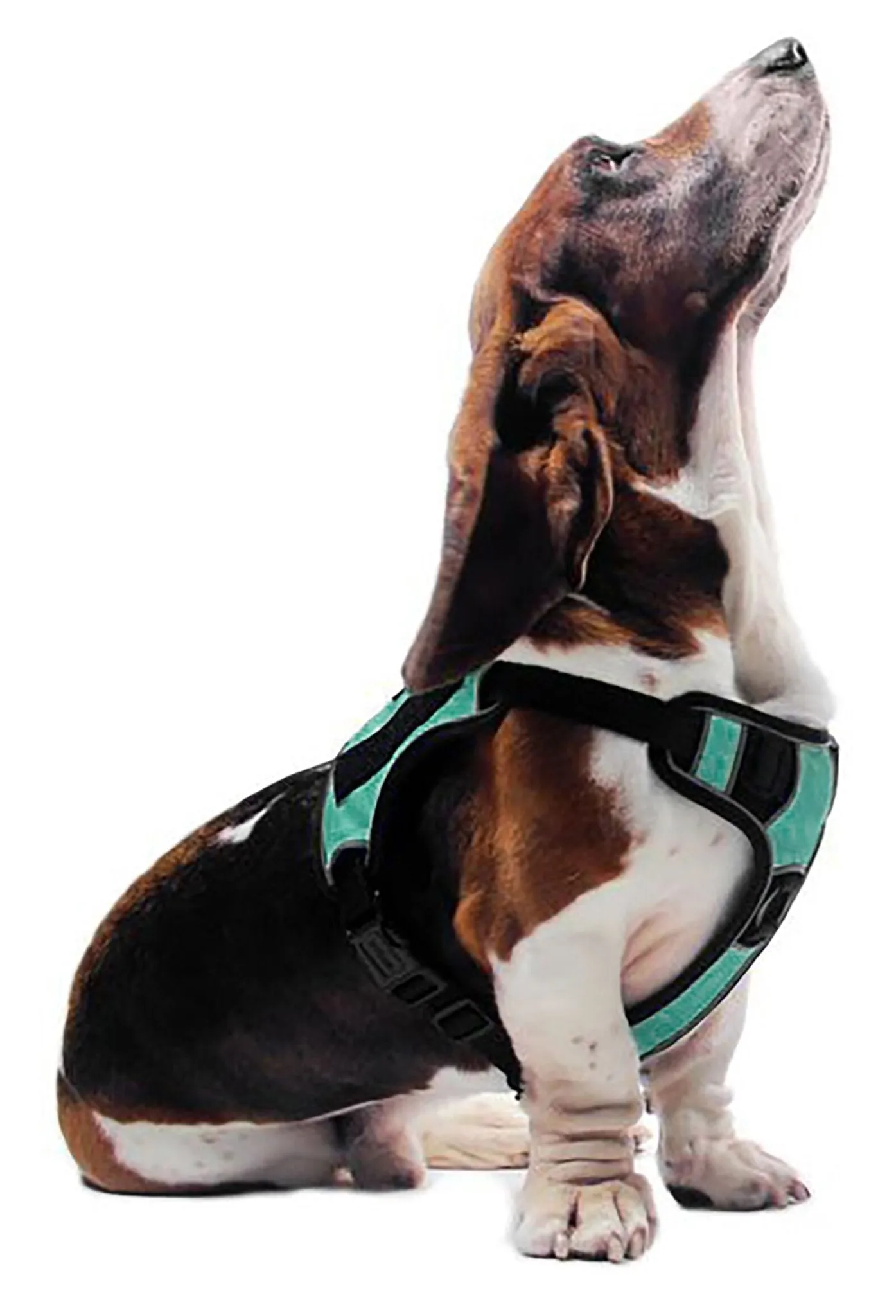 Quest Multi-Purpose Harness, XLarge